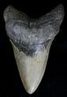 Robust Megalodon Tooth - Serrated #18396-1